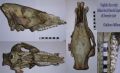 Sus scrofa